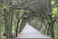 IMG_2250 a.JPG
