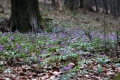 IMG_6336 a.JPG