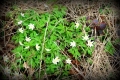 IMG_6418 p.JPG