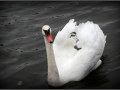 IMG_8519Ap.jpg