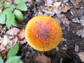 DSCF3715.JPG