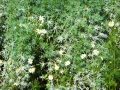 DSCF3732.JPG