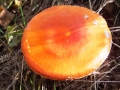 DSCF3773.JPG