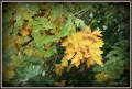 IMG_2466A.JPG
