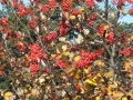 DSCF5728.JPG