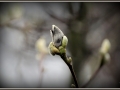 IMG_0063a.jpg