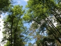 IMG_0308a.jpg